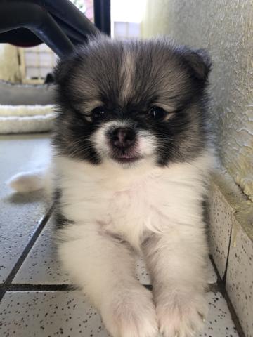 Spitz alemão anão - Foto 3