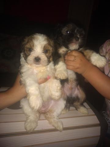 Filhotes de lhasa apso - Foto 2
