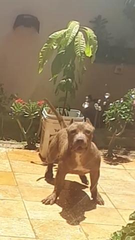 Pit Bull Macho muito dócil Tigrado 5 meses
