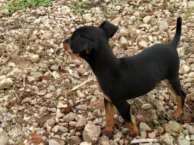 Pinscher Um Mocinho Com Seis Meses - Foto 2