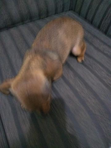 Vendo uma Pinscher