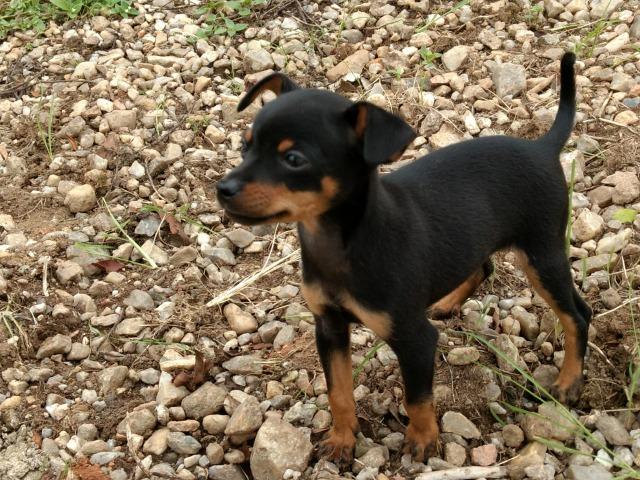 Pinscher Um Mocinho Com Seis Meses - Foto 3