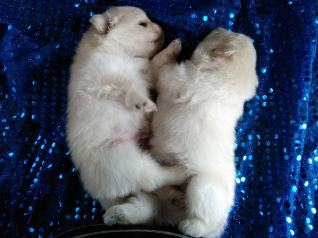 Spitz alemão com pedigree cbkc - Foto 3