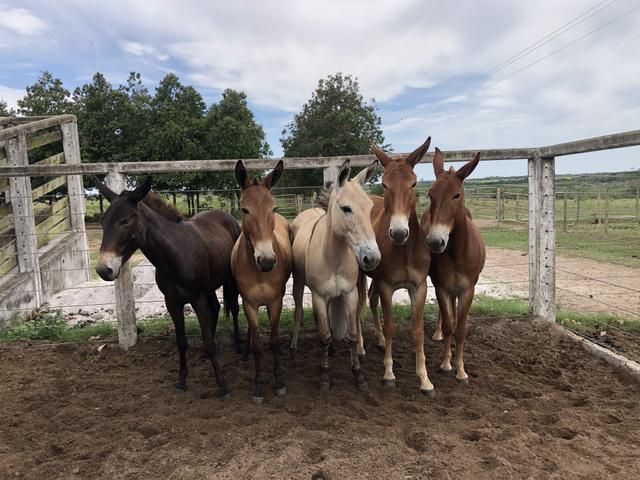 Mulas e burros - Foto 5