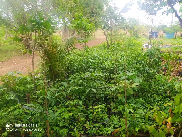 MUDA DE REFLORESTAMENTO   - Foto 2