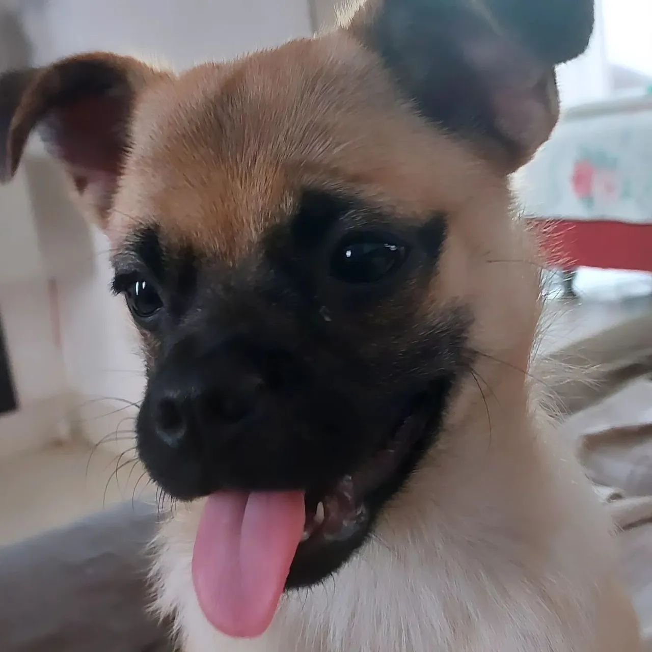 Doação Filhote de Pug Adorável e Carinhoso Cachorros Nova