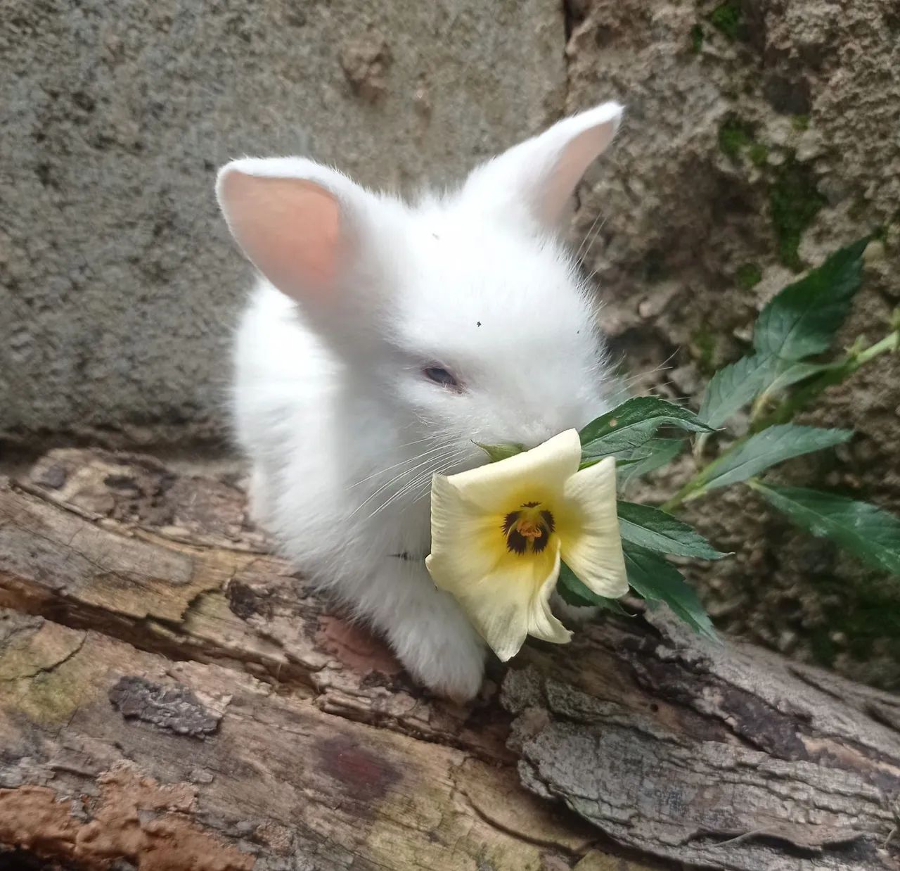 Coelho mini filhote - Foto 5