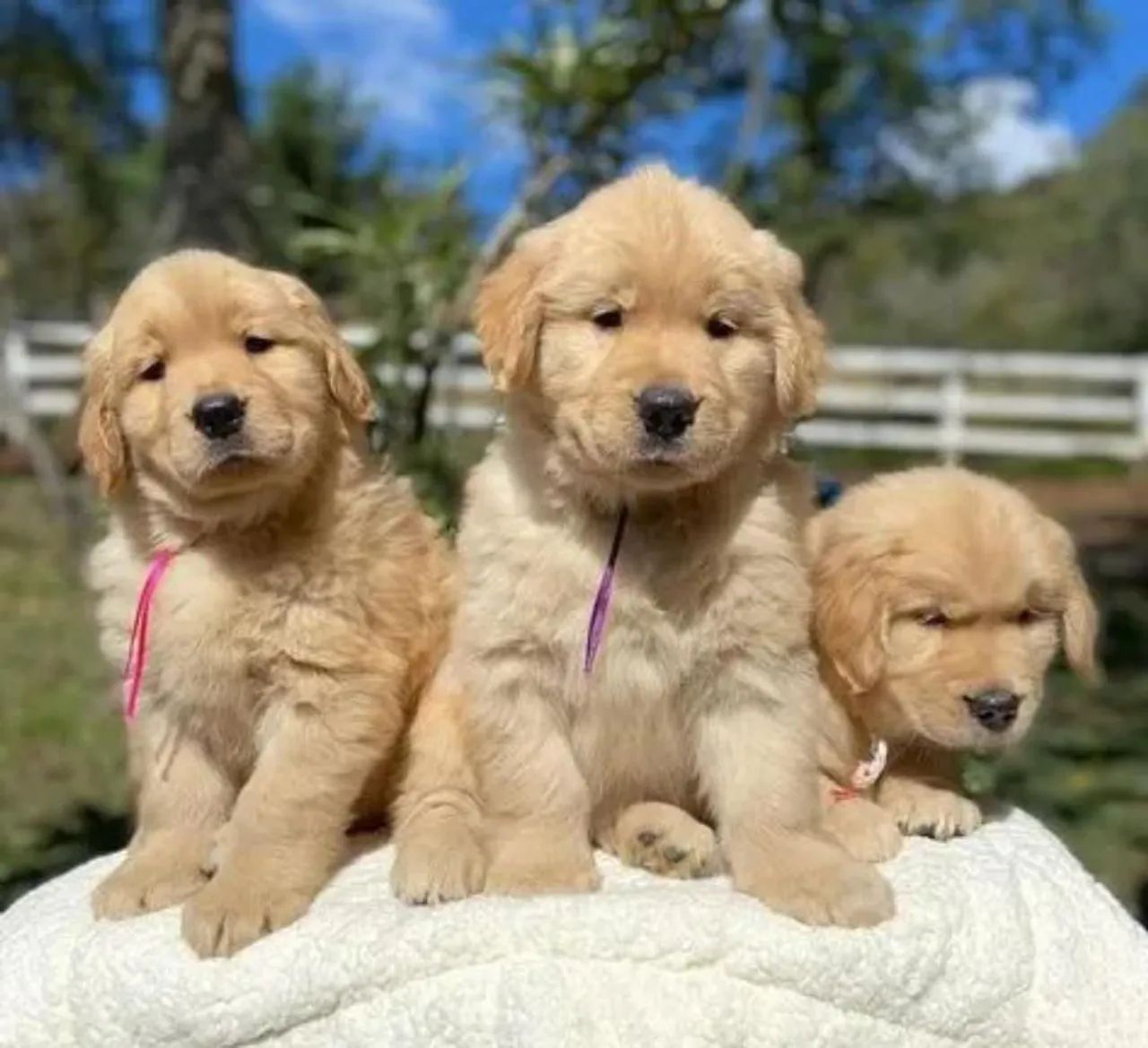 Vendo Filhotes Golden Retriever  - Foto 5