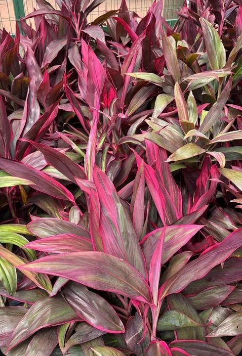 Mudas de Drascena vermelha, cerca viva