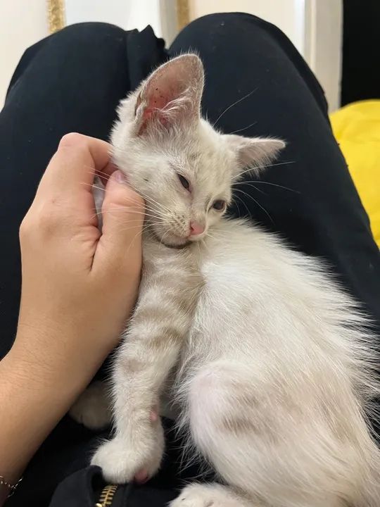 GATINHAS IRMÃS PARA ADOÇÃO - Foto 5
