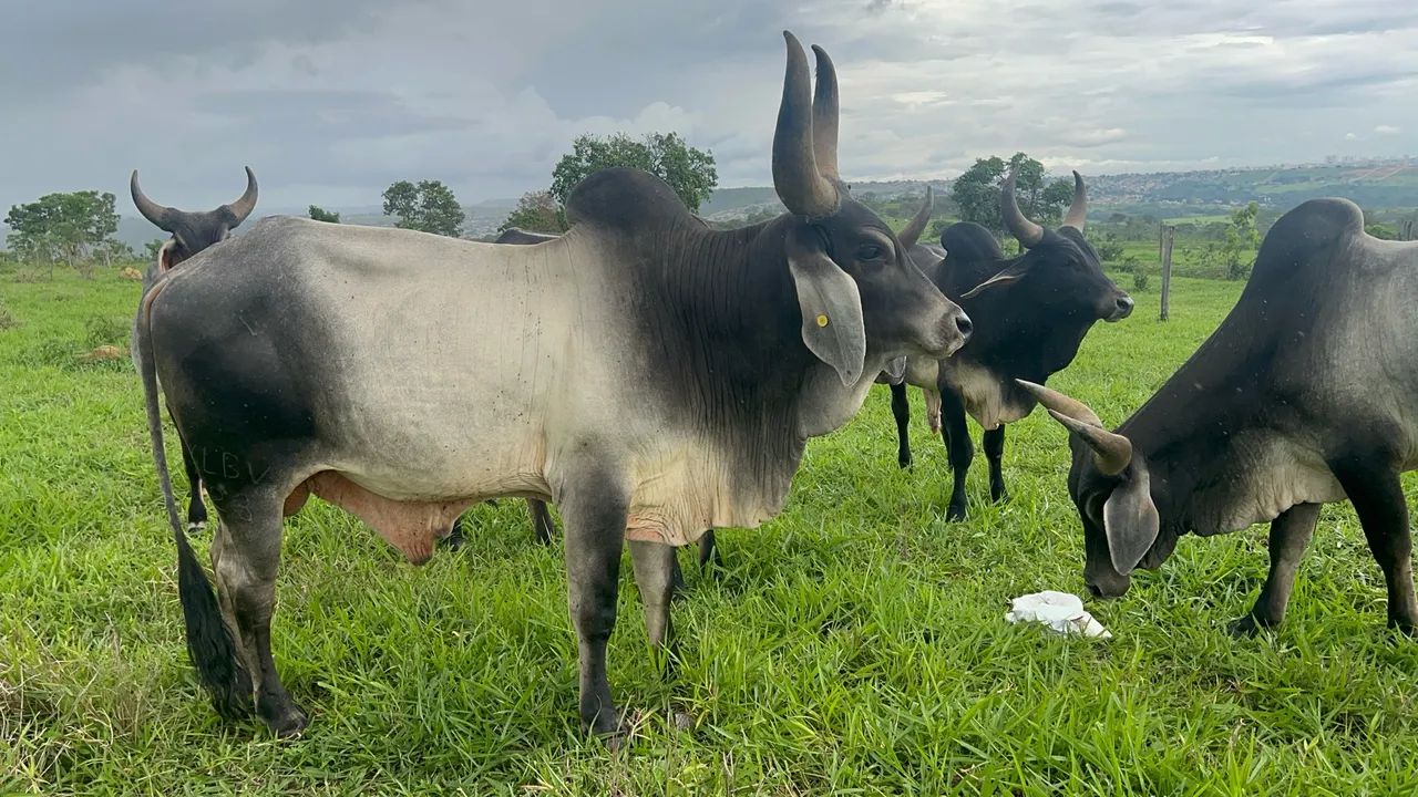 Touros Guzerá Puros 