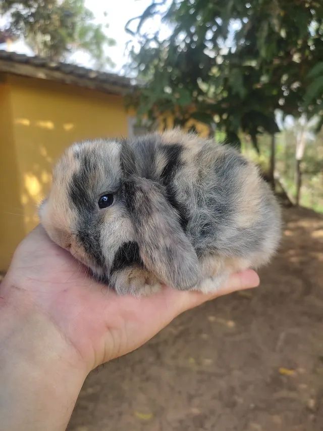 DIA DAS CRIANÇAS - Coelho Mini Lop Uruguaio - Foto 4
