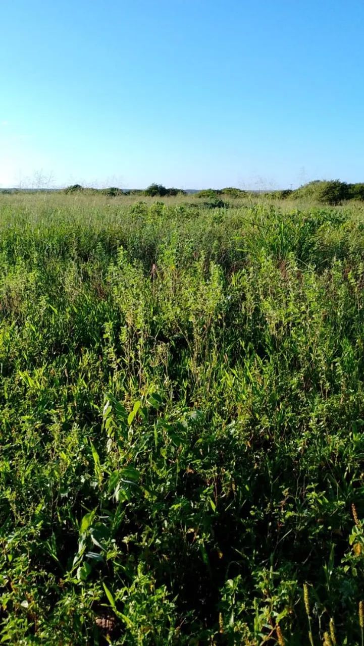 Lote com irrigação 40 hectares falar com José Bento * zap - Foto 3