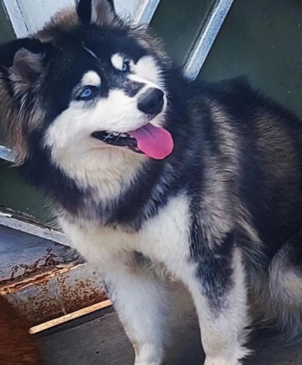 Lindo Filhote de Husky Siberiano  Wooly - um verdedeiro pet de pelúcia e beleza  - Foto 4