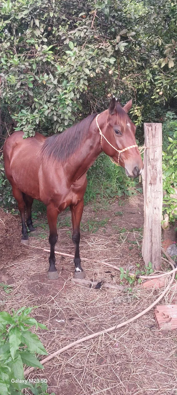Potra para venda