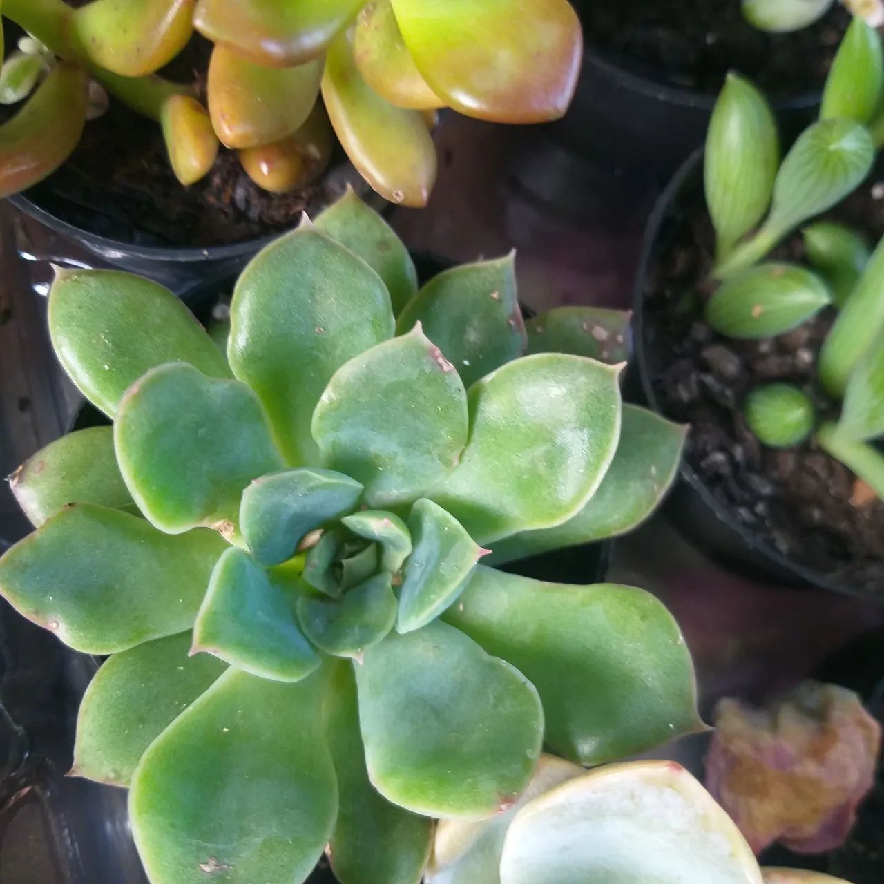 Tekohá Suculentas - Foto 2