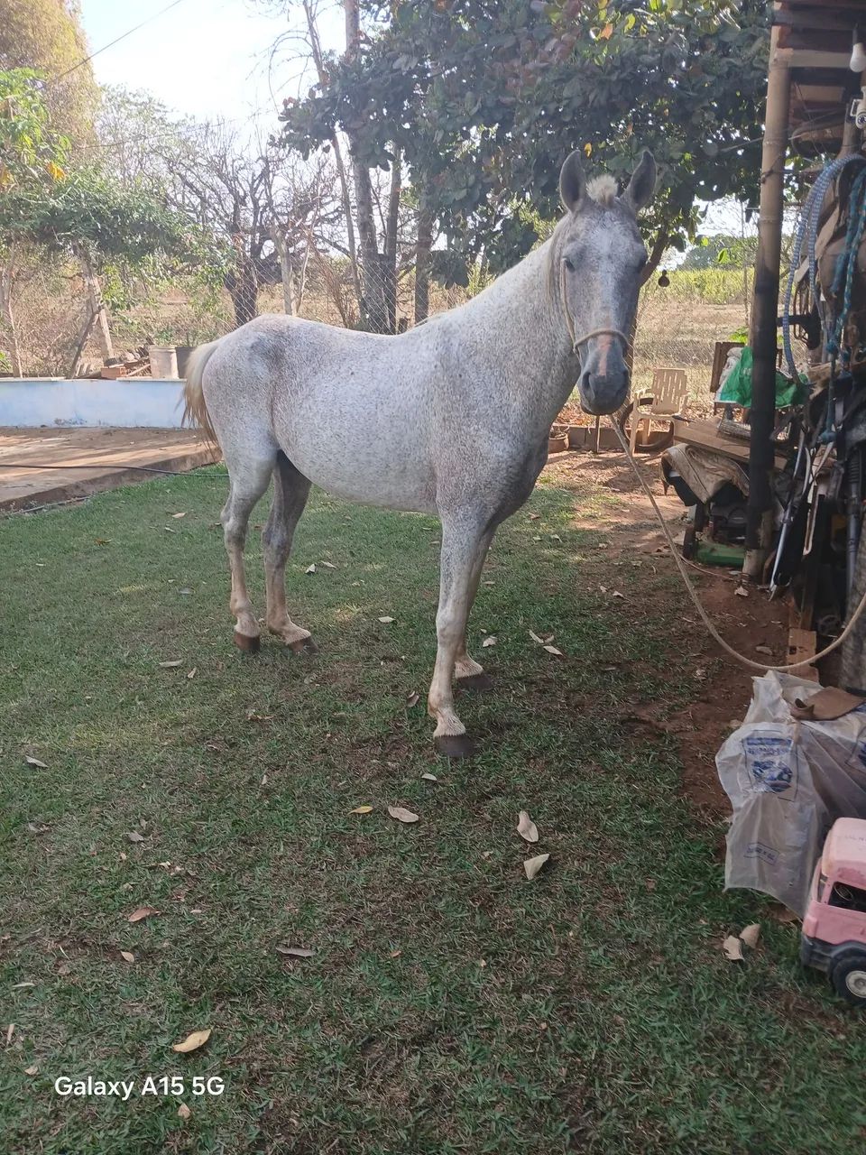 Vendo cavalo macha picada 