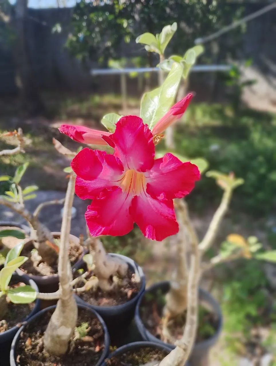 Rosa do deserto  - Foto 4