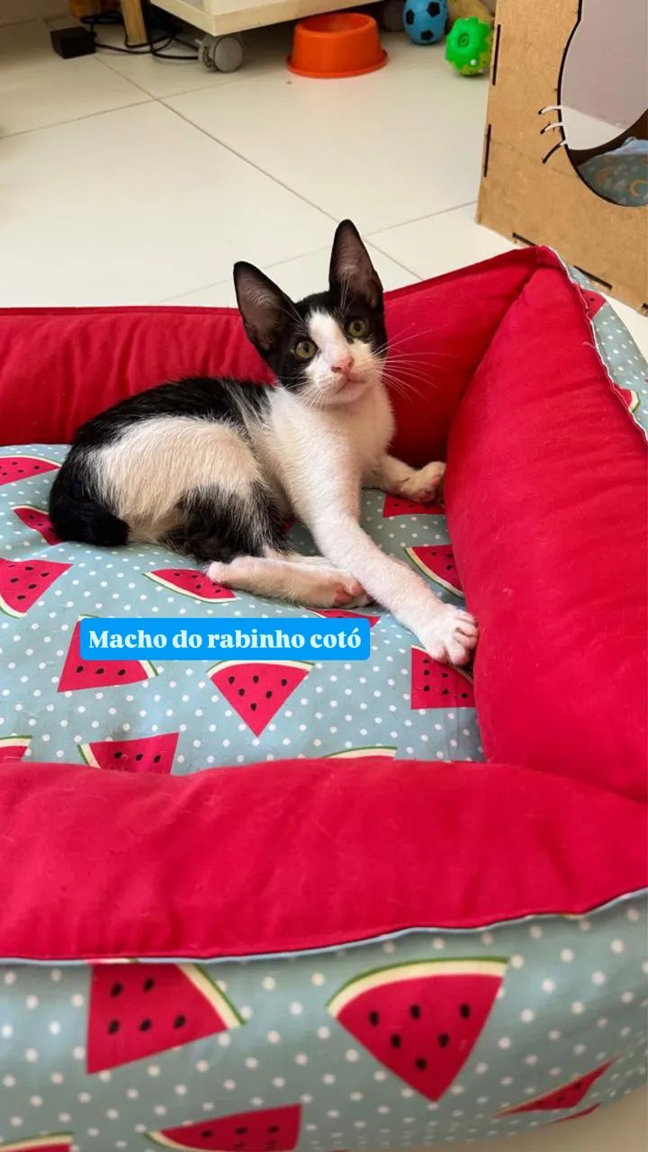 Bebês para adoção gato 