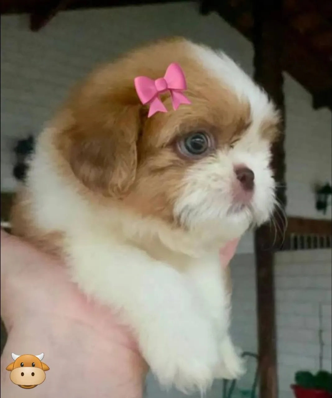 Shih tzu macho