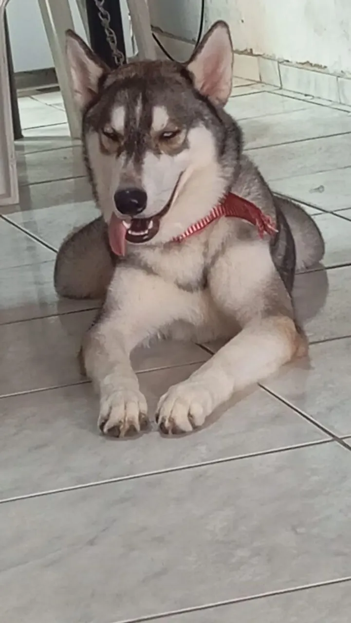 Husky Siberiano para adoção