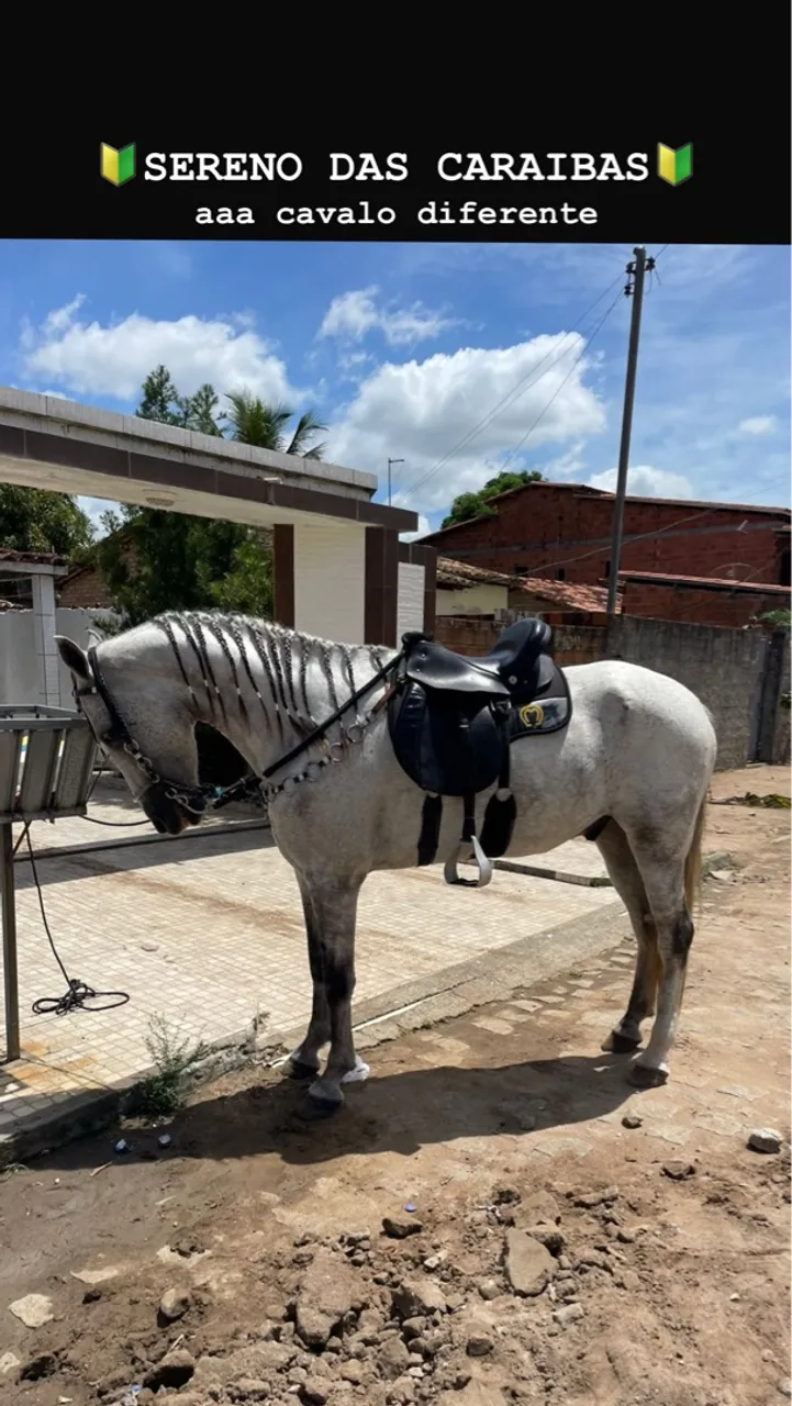 Cavalo Capado