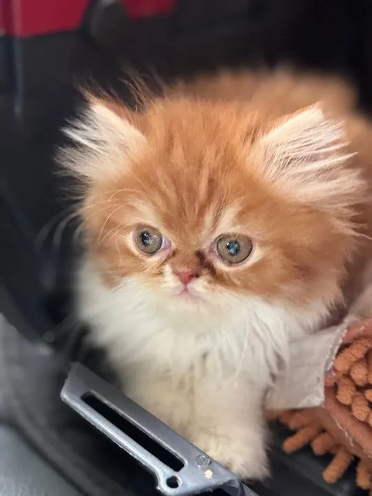 Gatinho Persa macho em Querência - MT - Foto 2