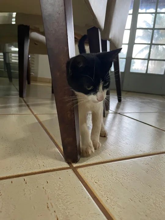 Gatinha para adoção