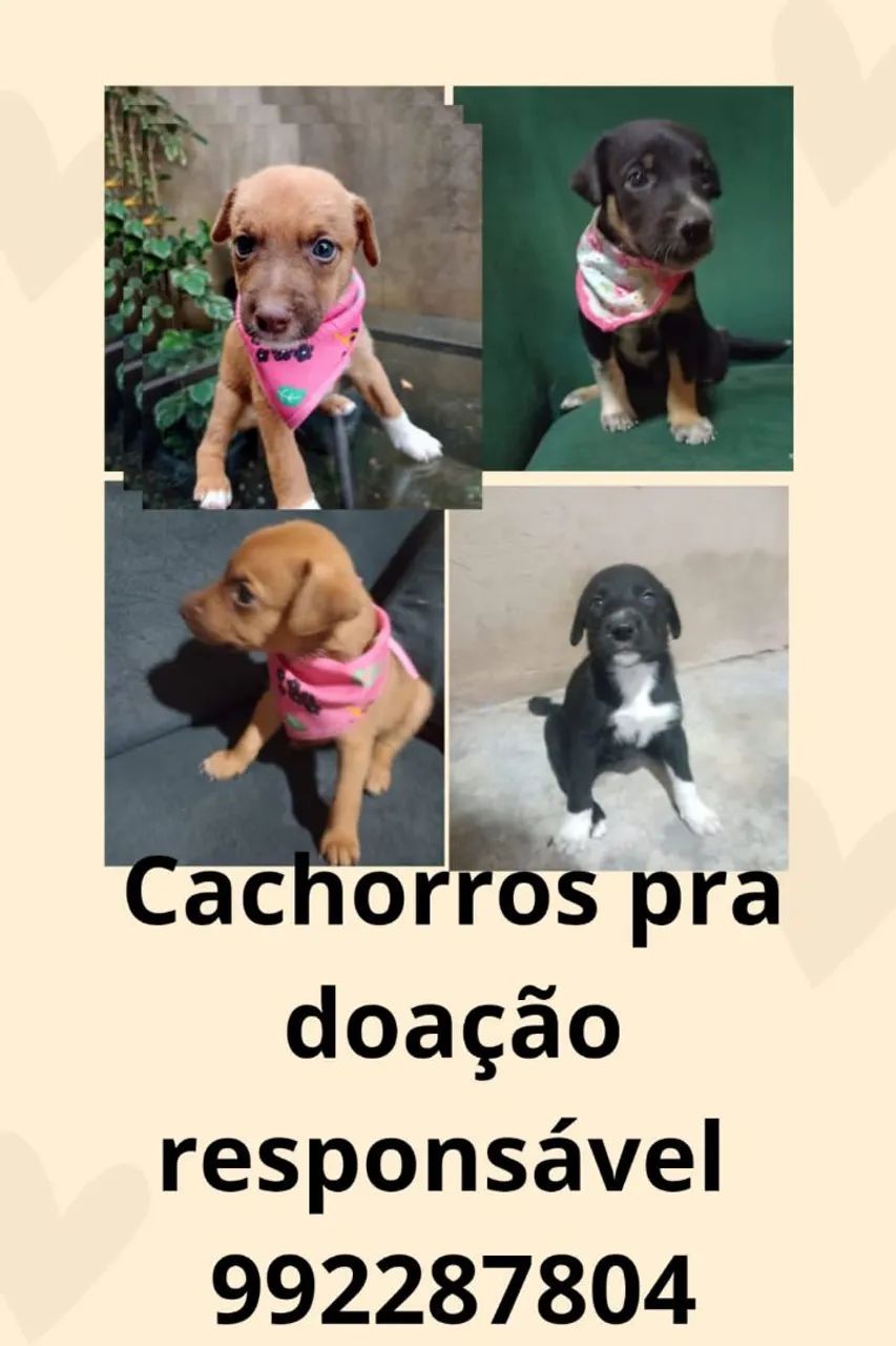 Doação de filhotes de cães - Foto 2