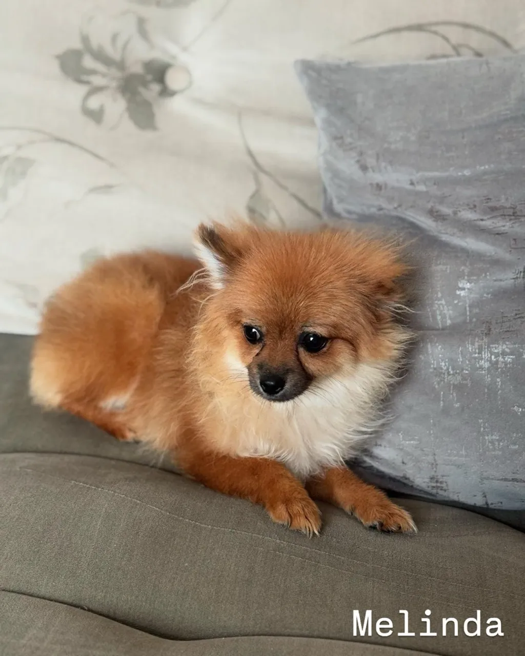 Linda fêmea filhote de Spitz Alemão