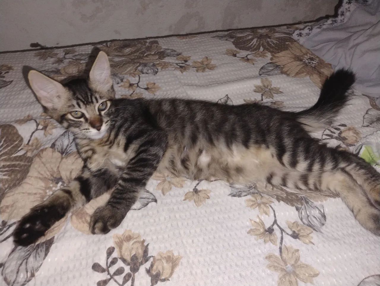 2 gatos pra doação  - Foto 4