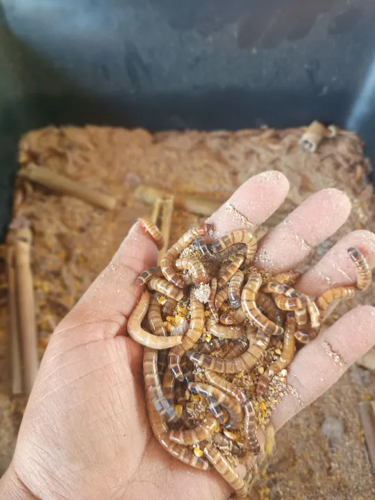 Larvas de Tenébrio Gigante para Animais de Estimação