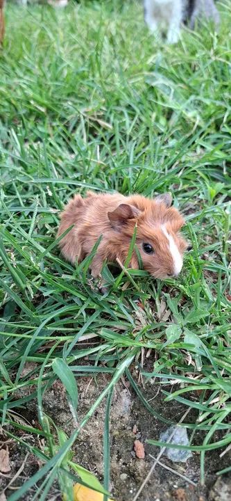 Porquinho da india absinio - Foto 4