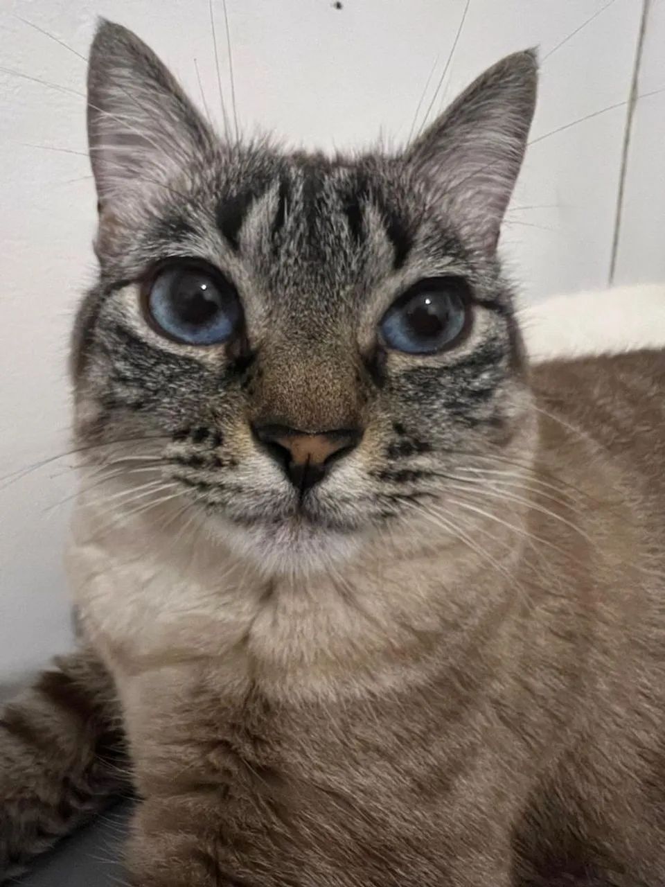 Doação de gatas (SOMENTE JUNTAS) - Foto 2