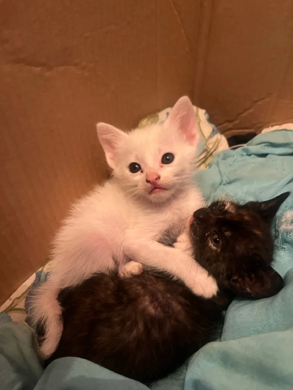 Gatinhos fofinhos para adoção!