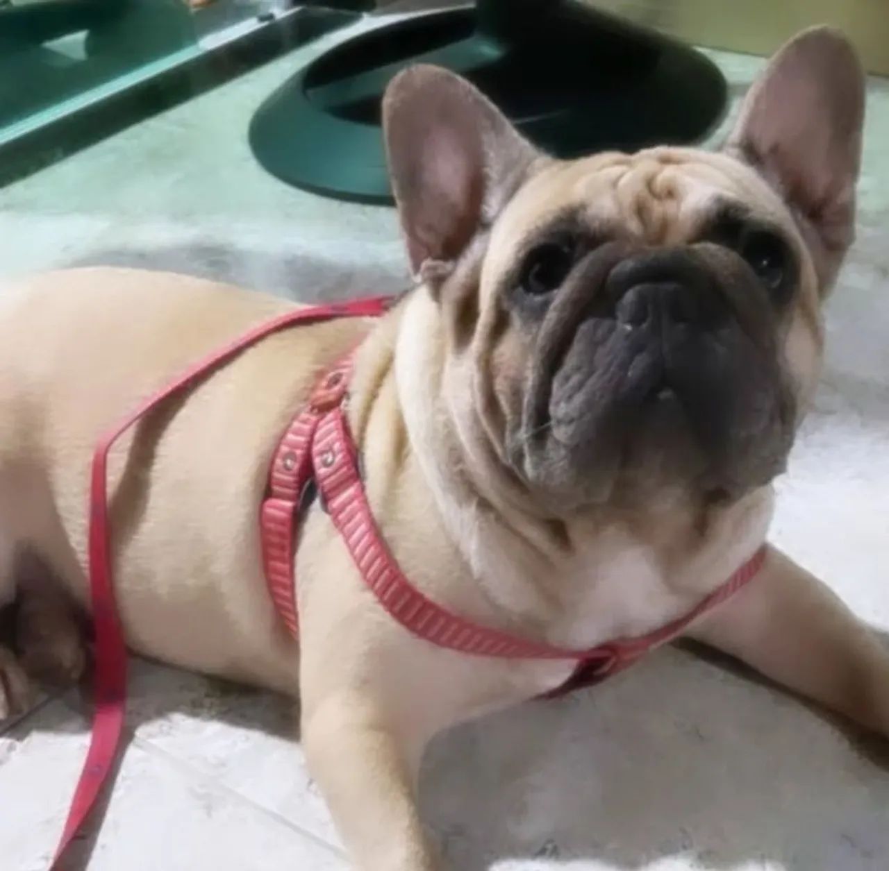 Buldogue francês fêmea 2 anos e 4 meses não é castrada . R$750