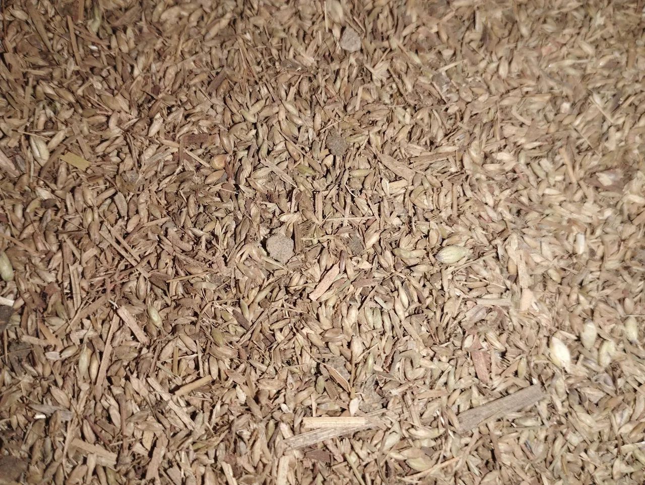 Sementes de capim para pastagem - Foto 6