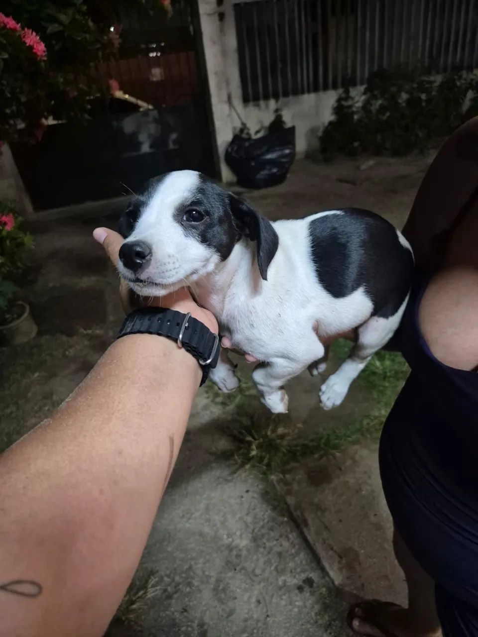 Adoção Responsável filhote - Foto 3