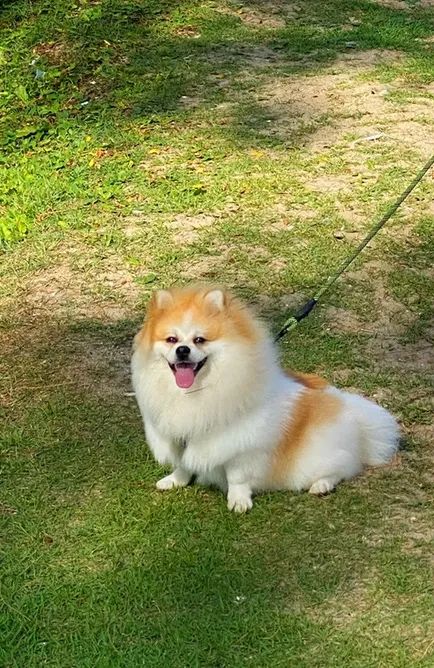 Apenas um doguinho a procura de um amor 