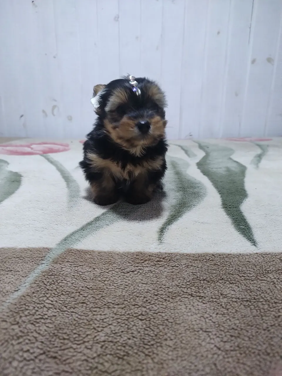 Filhote fêmea micro de Yorkshire Terrier - Uma fofura! Parcelo