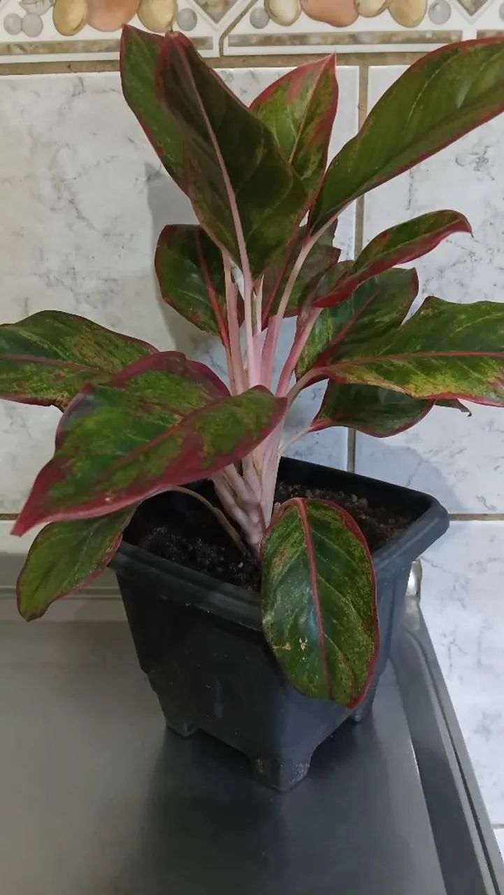 Plantas 