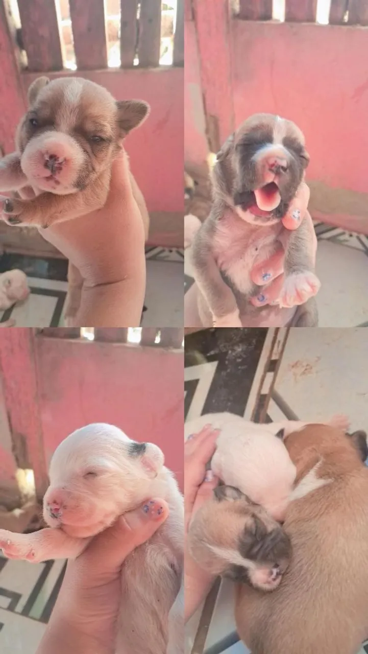 Filhotes Lindos de vira lata