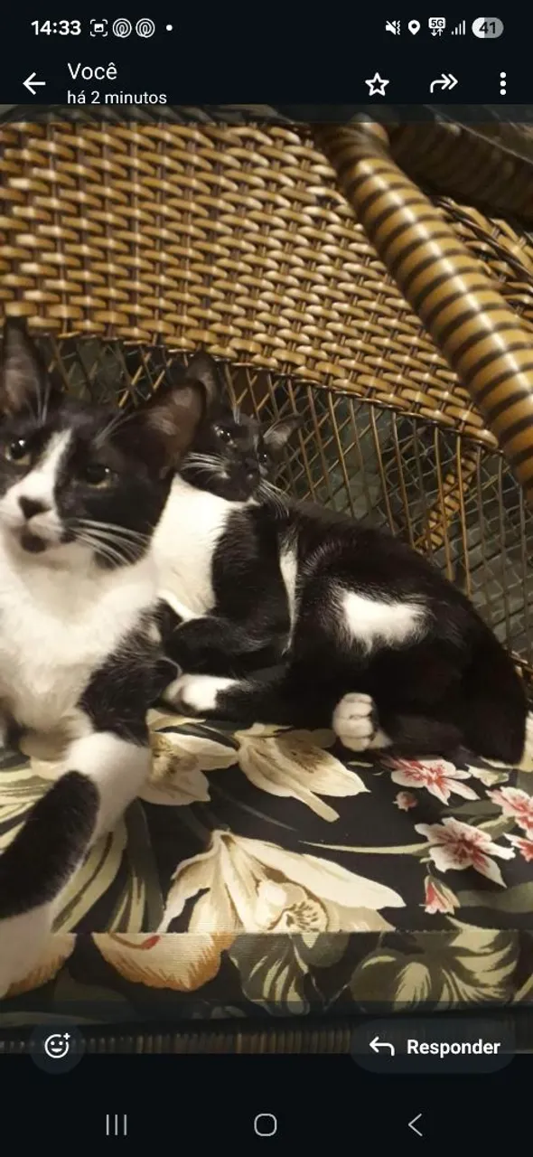 2 gatas para adoção responsável