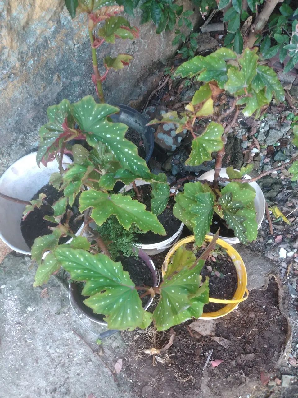 Planta Begônia com Folhas Pintadas - Foto 2
