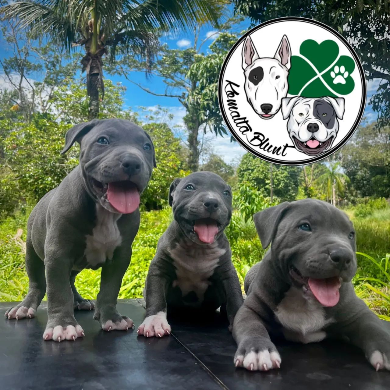 Pit Monster, filhotes com garantia e Pedigree - Foto 5