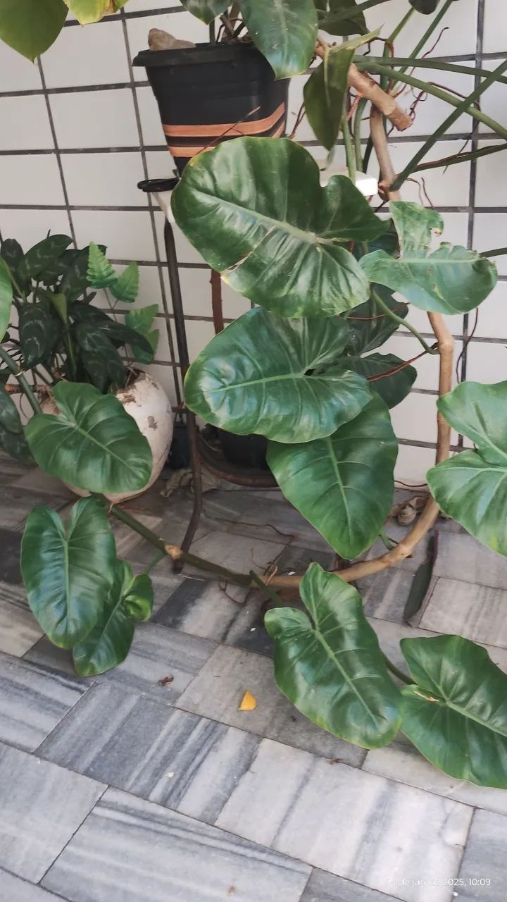 plantas lindas de todos os gostos e preços  - Foto 4