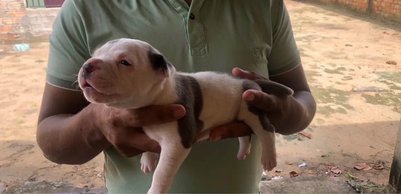 Filhote de Pitbull