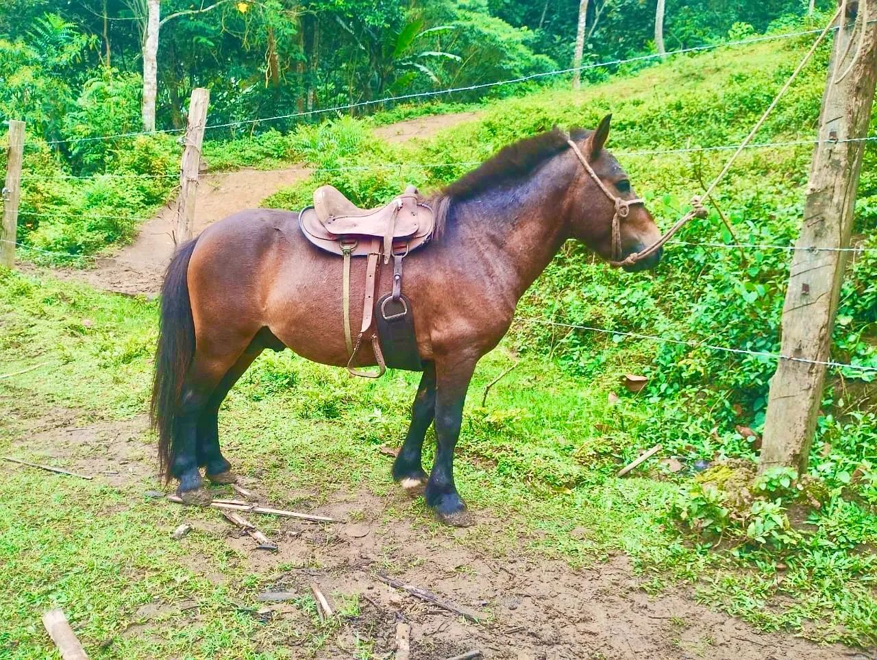 Pônei para passeios - Ideal para crianças - Foto 2