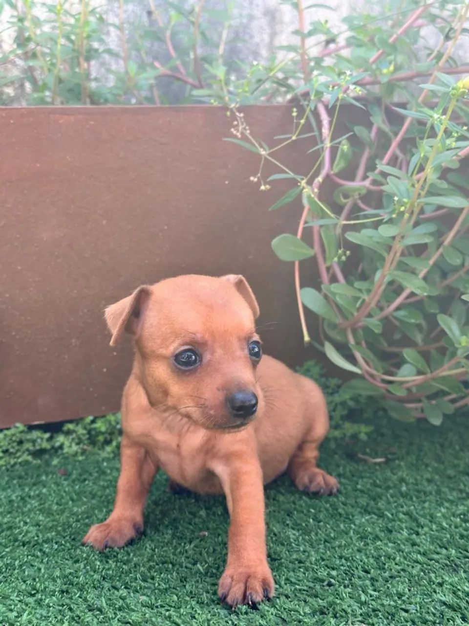 Filhote de Pinscher Miniatura - Foto 2