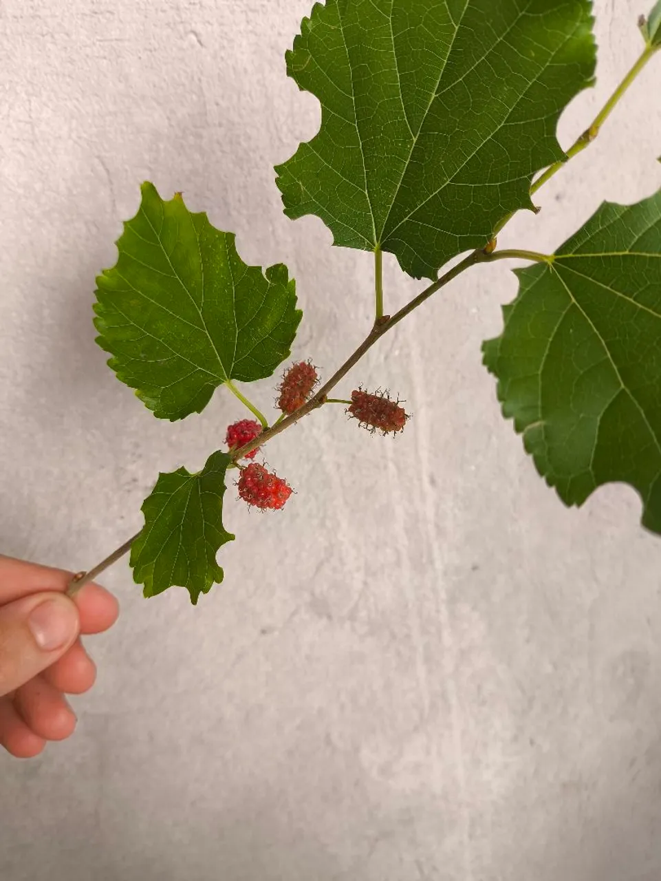 Muda de Amora Gigante portuguesa